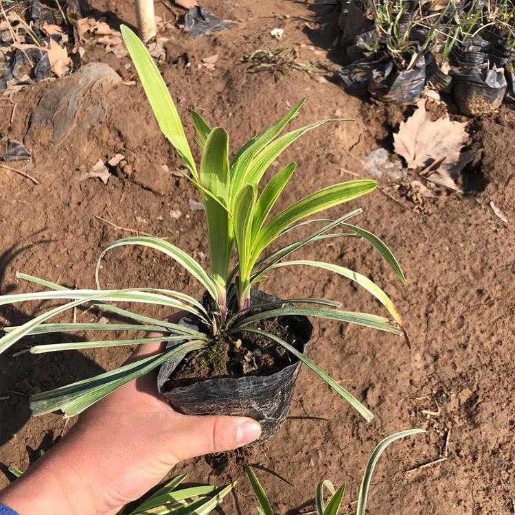 草花基地 金边麦冬种苗 出售金边麦冬草 小区绿化工程