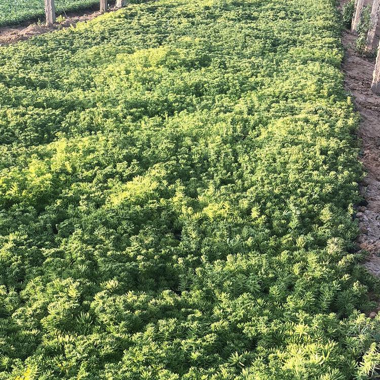 草花批发 佛甲草价格 金叶佛甲草小苗供应商