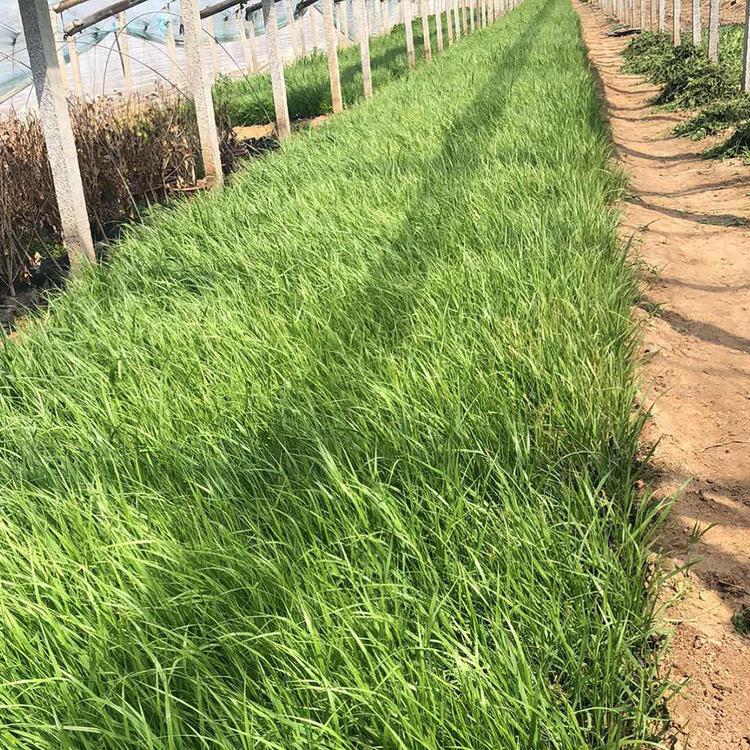 草花批发 狼尾草种植 狼尾草小苗 好苗出售
