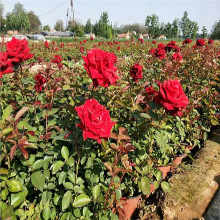 大花月季小苗 大花月季批发基地