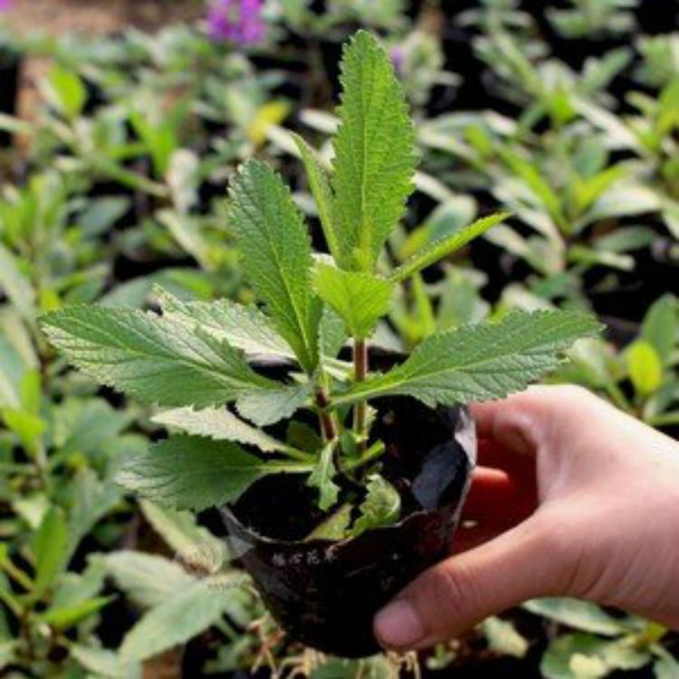 柳叶马鞭草基地批发