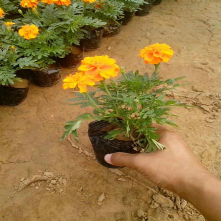 孔雀草基地 孔雀草批发价格