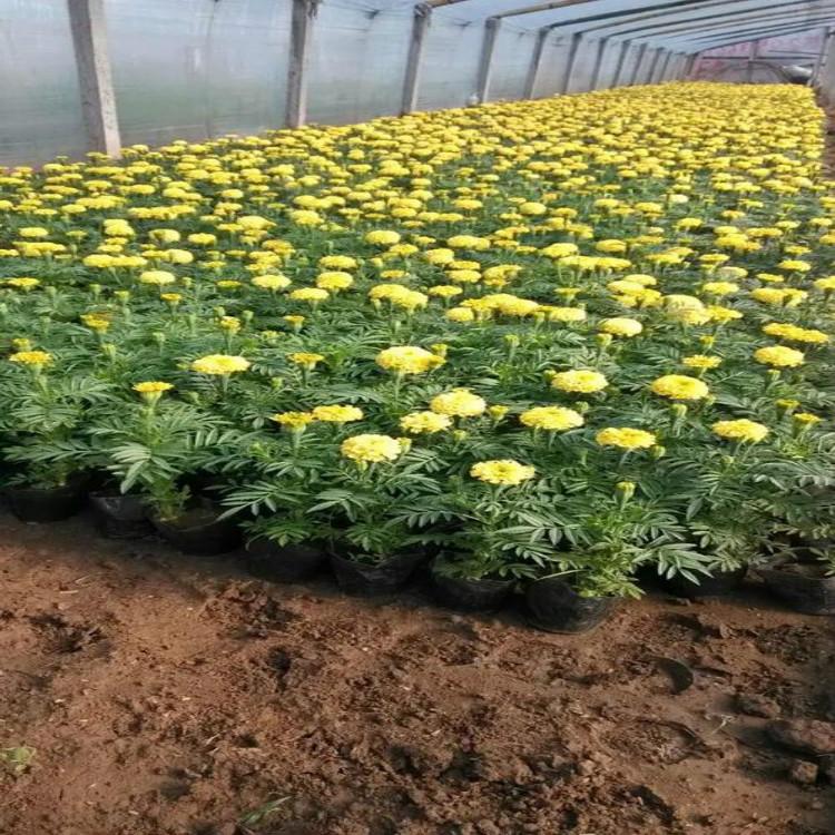 孔雀草价格 孔雀草批发 青州草花基地