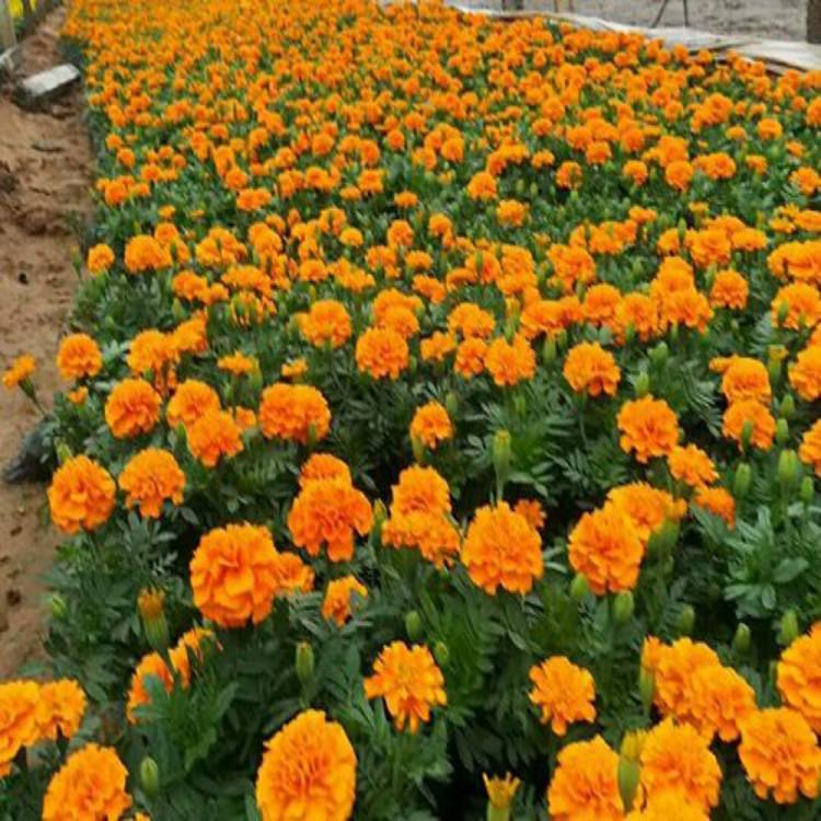 孔雀草苗