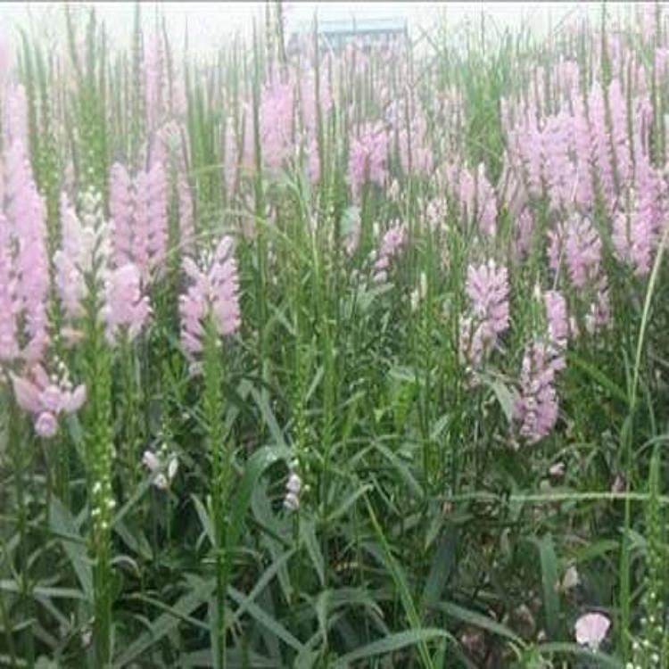 假龙头 青州假龙头基地 假龙头批发价格