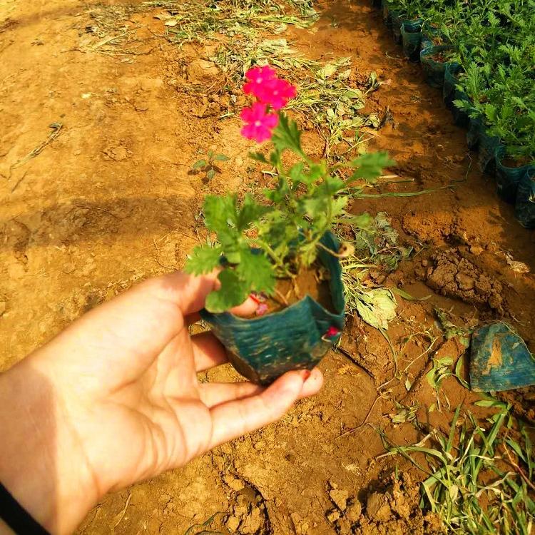 邯郸苗圃直供绿化常见植物美女樱幼苗