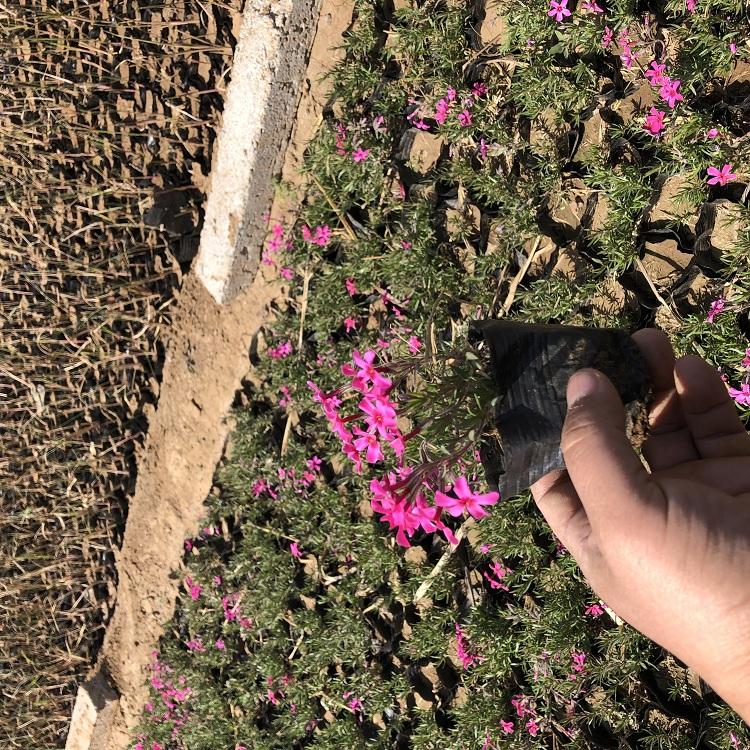 青州福禄考 福禄考花海 福禄考草花 福禄考价格 青州小草花