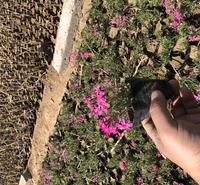 青州福禄考 福禄考花海 福禄考草花 福禄考价格 青州小草花