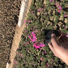 青州福禄考 福禄考花海 福禄考草花 福禄考价格 青州小草花