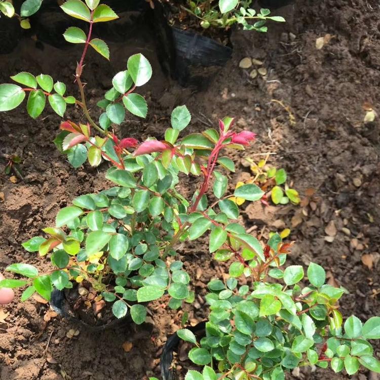 地被月季种植基地 地被月季价格 杯苗地被月季报价 地被月季供应