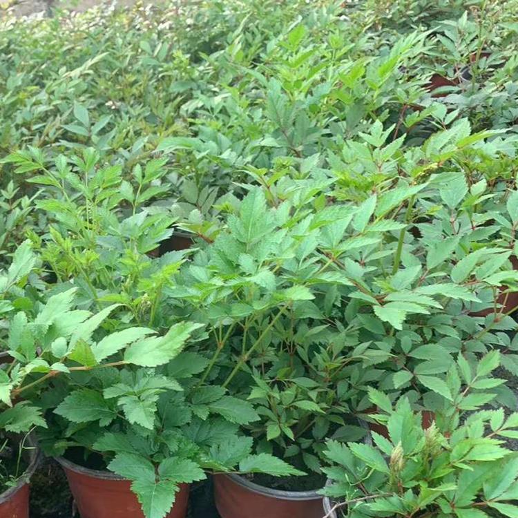 落新妇 落新妇种植基地 好苗售卖地 青州落新妇
