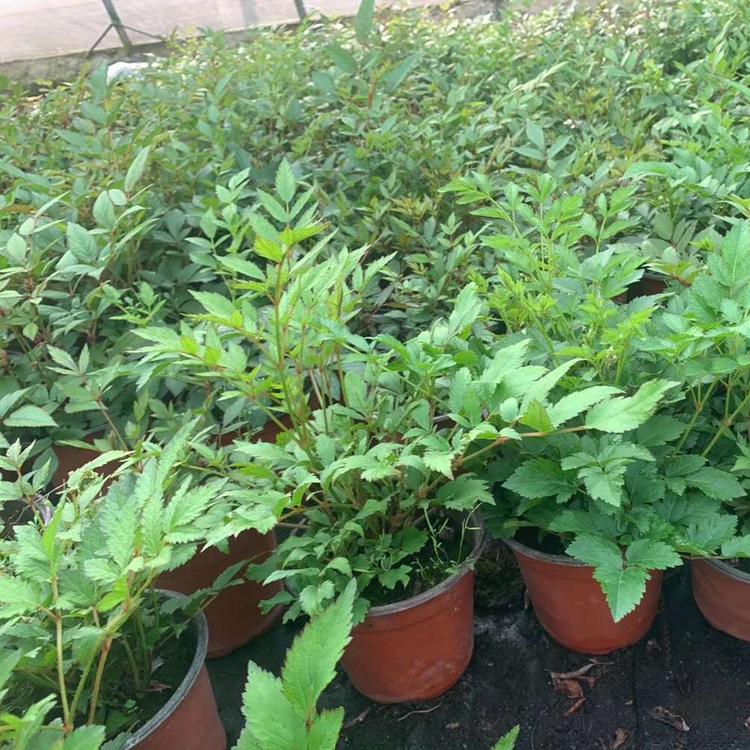 落新妇供应商 好苗预定 山东落新妇绿化苗