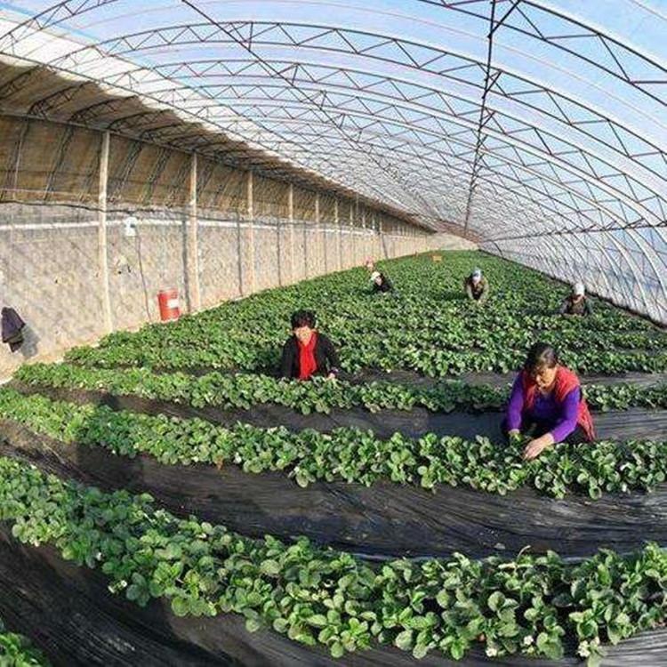 日光花卉温室大棚  反季节水果种植大棚 免费安装指导
