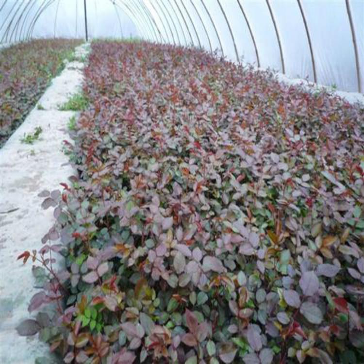 品种月季批发基地 丽都花卉
