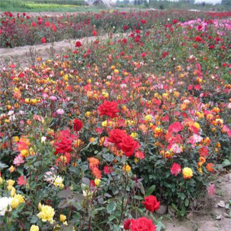 月季基地 丰花月季批发基地 蔷薇月季