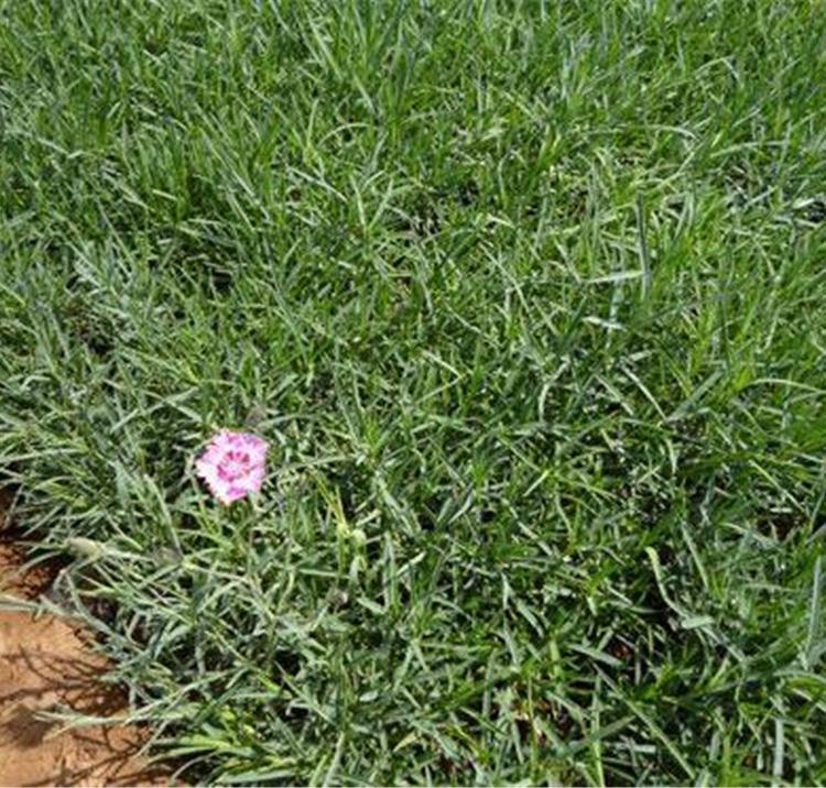 应季苗木 地被石竹杯苗 山东宿根花卉基地