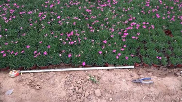 青州基地批发 地被石竹种植基地 订购报价 地被石竹苗