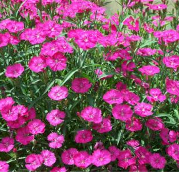 山东宿根花卉基地 地被石竹种植基地 量大优惠 宿根地被石竹