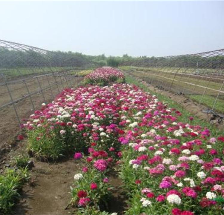 宿根地被石竹 量大优惠 大量批发地被石竹 山东宿根花卉基地