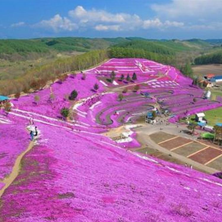 福禄考小苗 青州花卉基地 忠浩花卉 福禄考价格