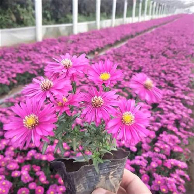 荷兰菊批发 荷兰菊杯苗 青州花卉批发基地 量大优惠