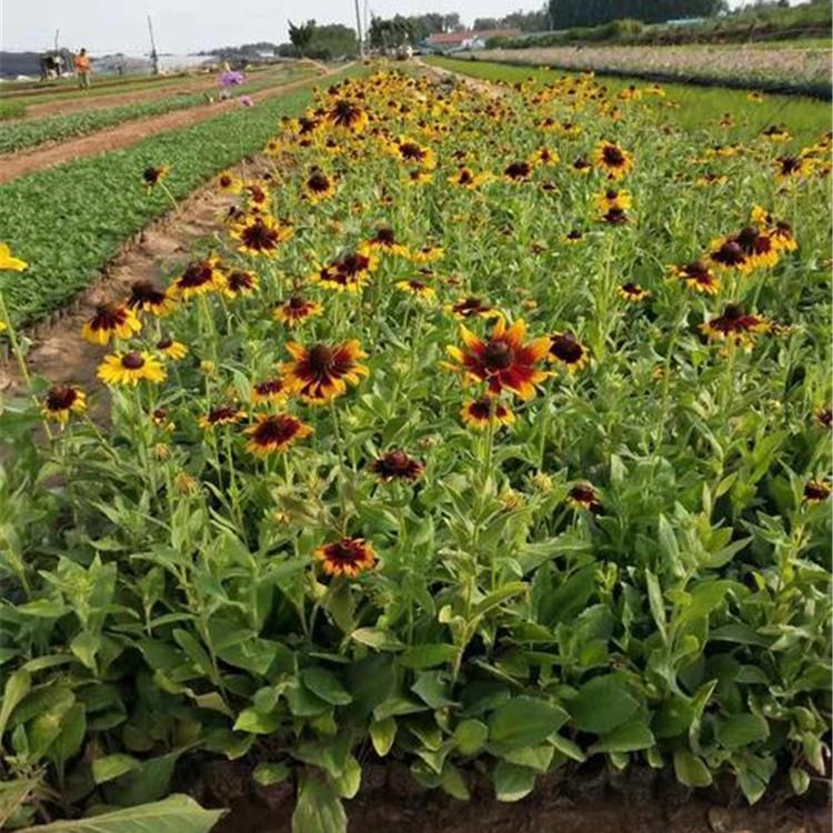 宿根黑心菊 青州观赏菊花批发 苗圃基地批发 黑心菊销售商