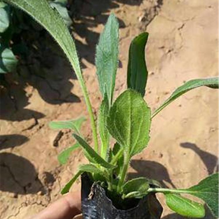 宿根黑心菊 黑心菊批发价格
