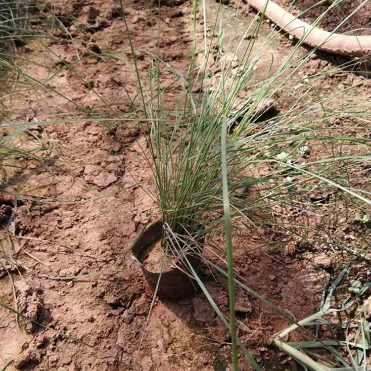 绿化苗粉黛乱子草 我苗圃批发 山东草花基地 粉黛乱子草批发