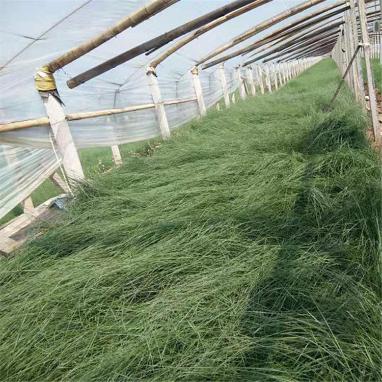 粉黛乱子草 价格从优 宿根草花种植基地 粉黛乱子草发货