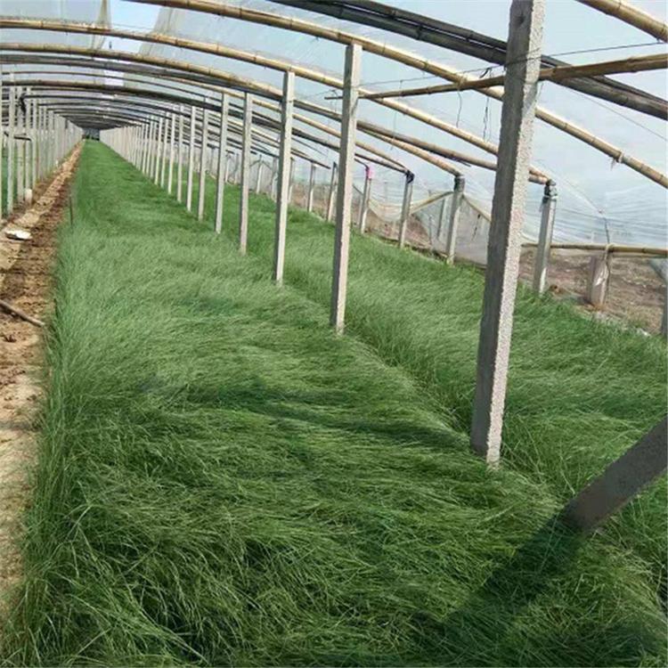 宿根草花种植基地 价格从优 粉黛乱子草 粉黛乱子草批发