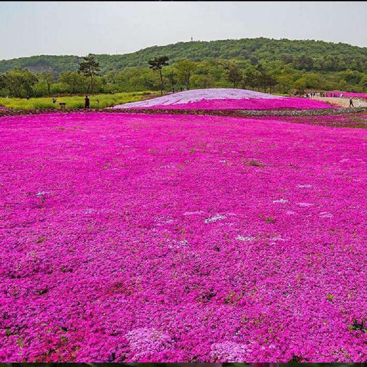 花海福禄考 青州一二年宿根花卉批发 福禄考基地 山东草花