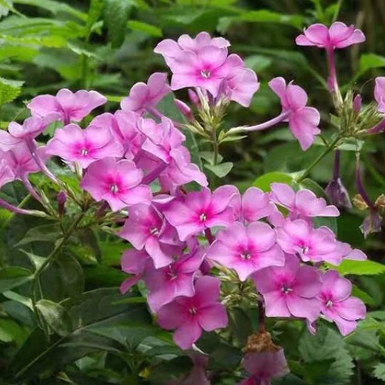 福禄考基地 花海品种 芝樱小皮桶 山东地被植物种植基地