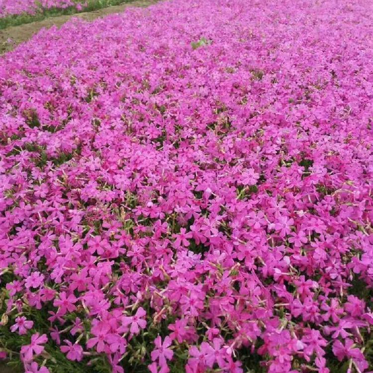 花海福禄考 青州一二年宿根花卉批发 芝樱批发 青州草花