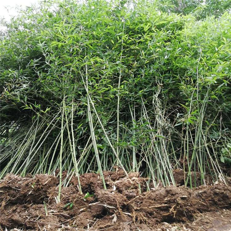 竹子批发 青州竹子基地 刚竹淡竹毛竹翠竹