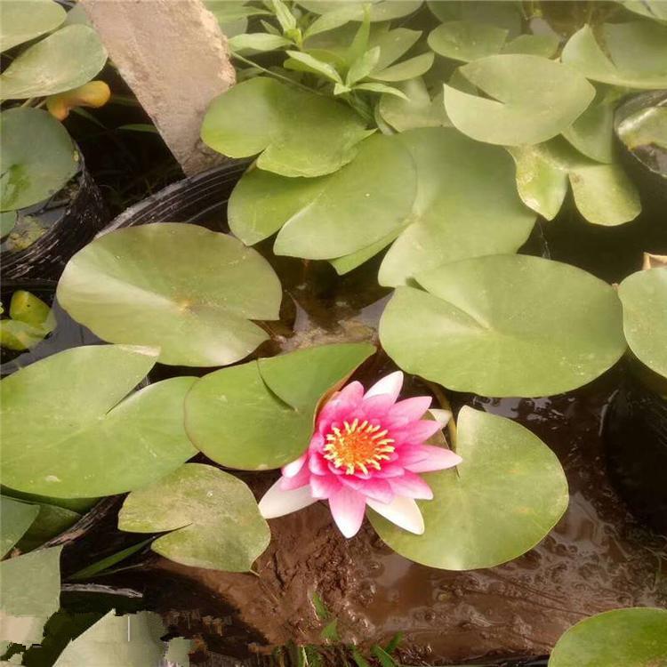 睡莲小苗批发 青州睡莲价格 睡莲基地销售