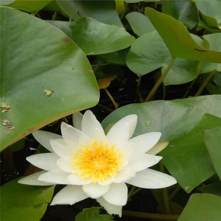 睡莲 山东睡莲批发价格 江瑞睡莲种植基地