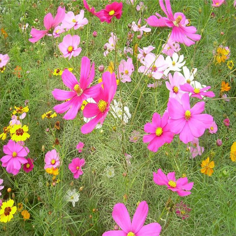 山东宿根花卉基地 波斯菊基地 基地种植 宿根波斯菊