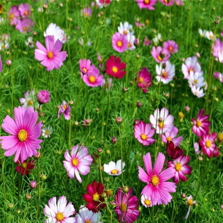 波斯菊杯苗 基地种植 供销波斯菊 山东宿根花卉基地