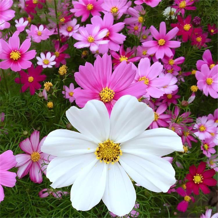 波斯菊价格 基地种植 波斯菊杯苗 山东宿根花卉基地