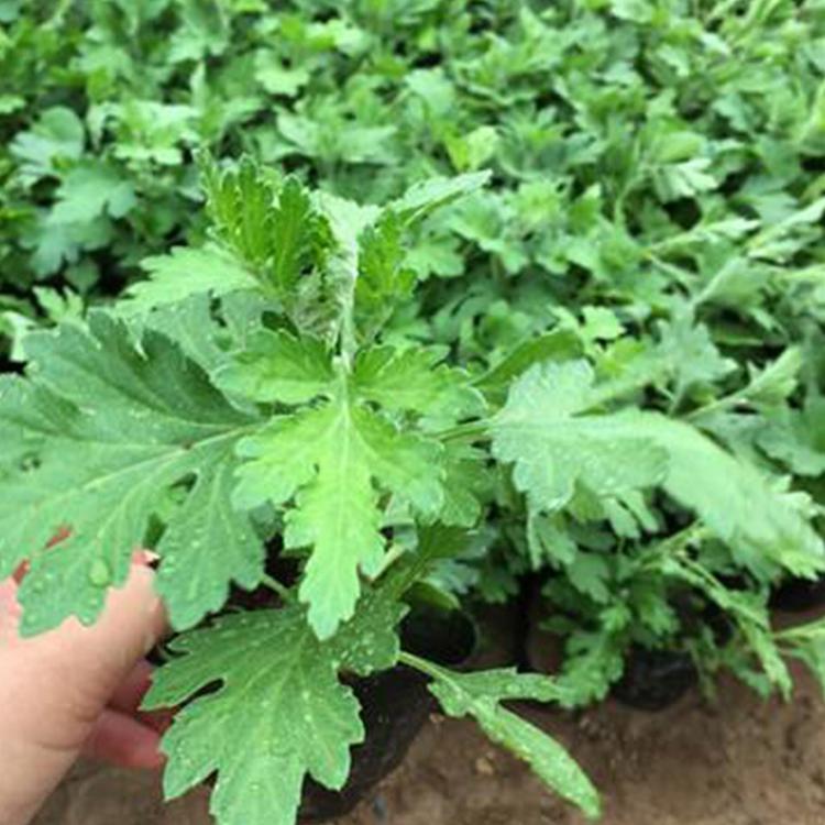 地被菊杯苗 地被菊批发价格 青州宿根花卉种植基地 基地直供