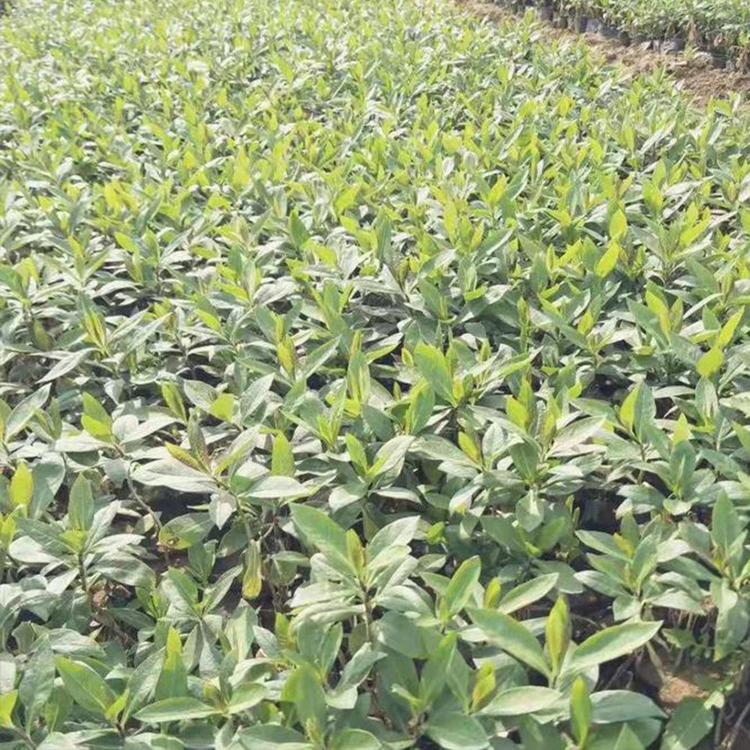 现货供应 福禄考批发 青州苗圃基地 福禄考杯苗