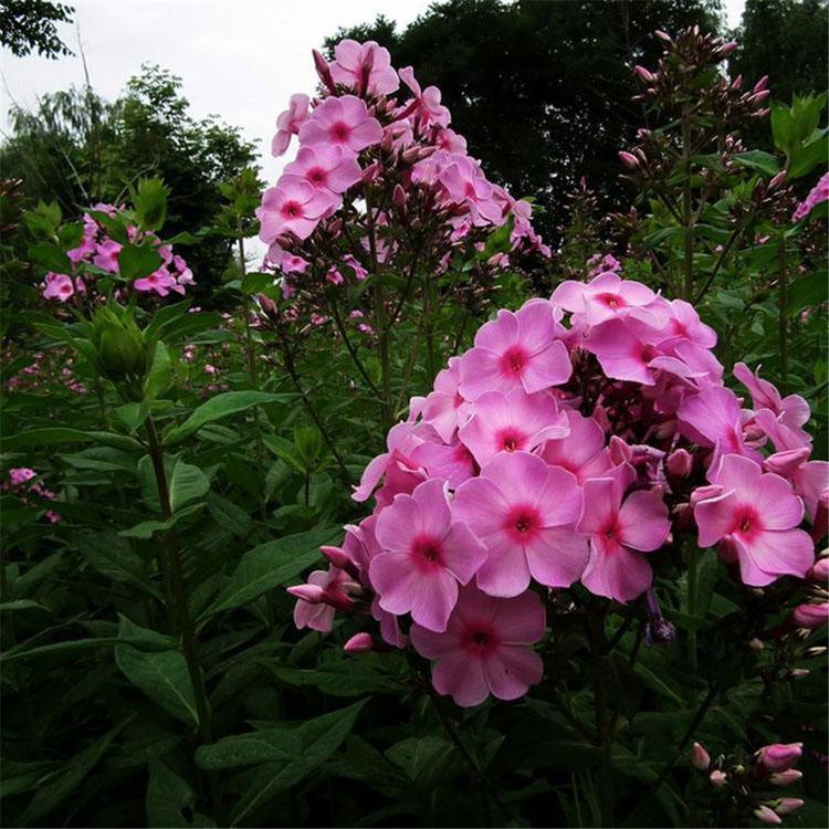 批发基地 批发福禄考 山东宿根草花基地 福禄考种苗