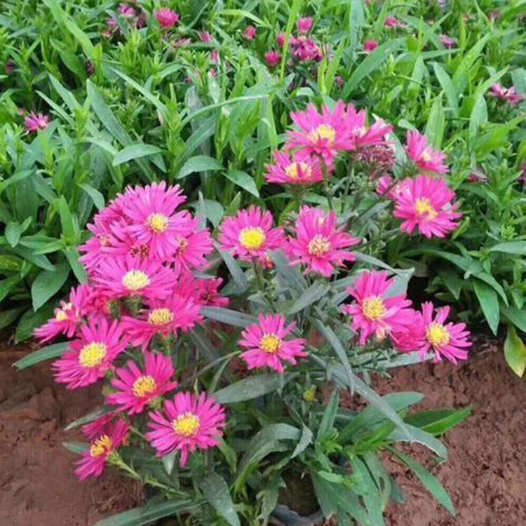 观赏花福禄考 青州苗圃基地 批发基地 福禄考供应