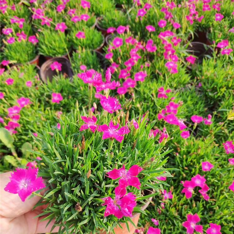 欧石竹 欧石竹批发价格 青州欧石竹种植基地