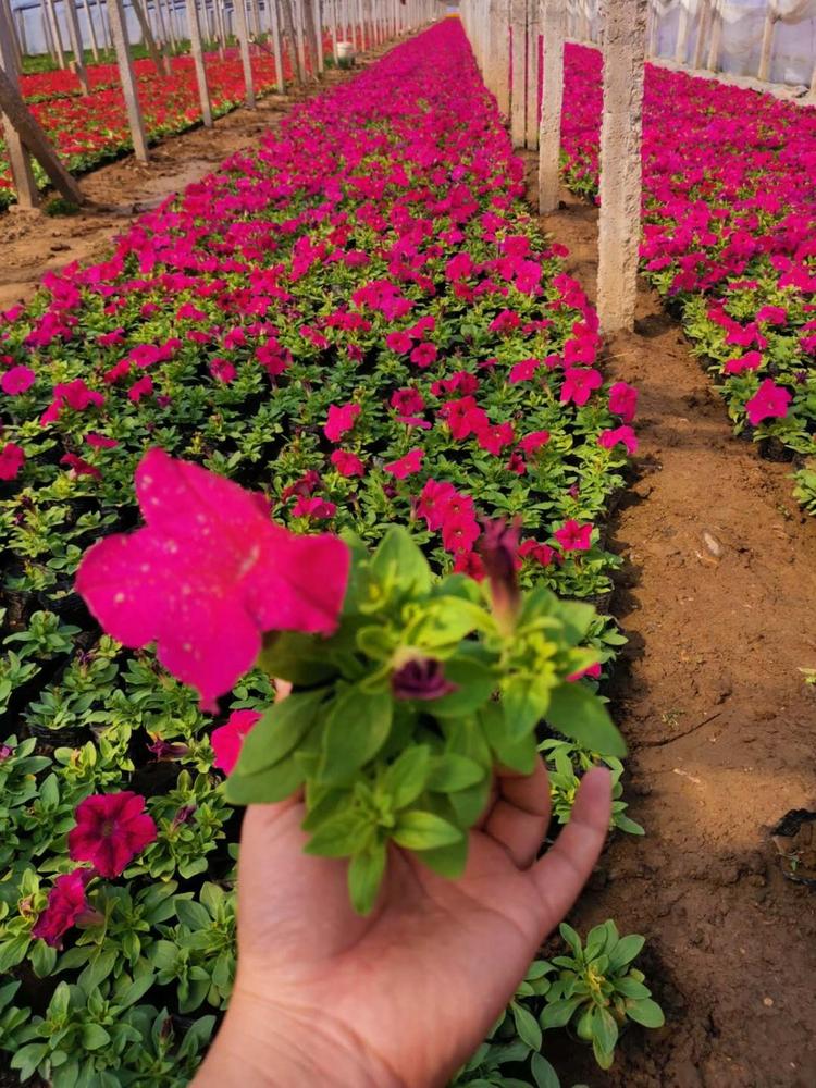 矮牵牛原产地 矮牵牛供应商 草花基地