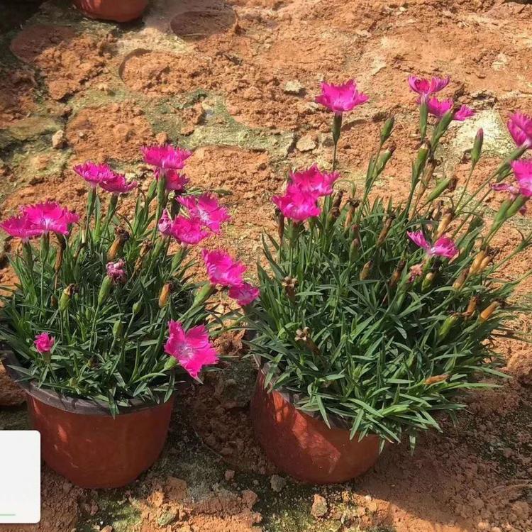 欧石竹花海 欧石竹种植基地  欧石竹价格 草坪替代品种