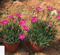欧石竹花海 欧石竹种植基地  欧石竹价格 草坪替代品种