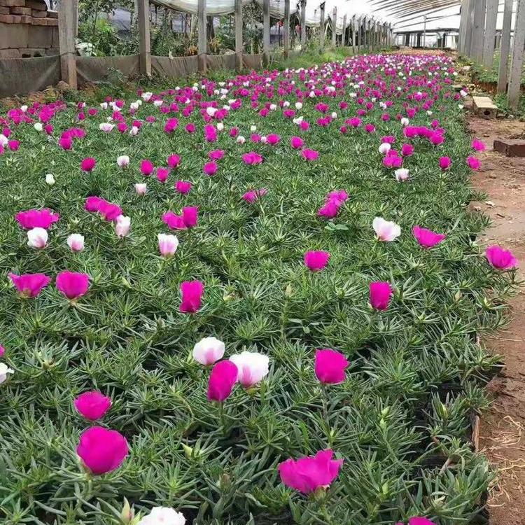 半枝莲价格 半枝莲基地 大花马齿苋 天津太阳花