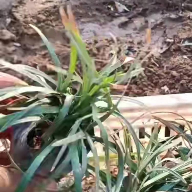 兰花三七价格 兰花三七种植基地 兰花三七供应