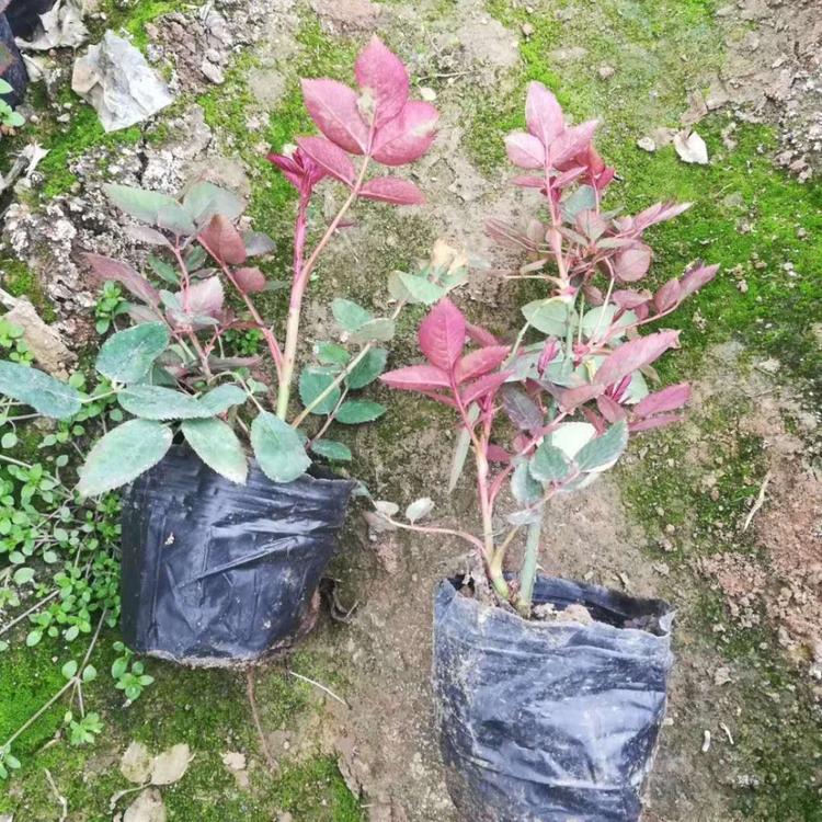基地直销月季小苗批发  月季直销    月季小苗批发